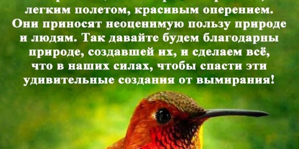 1 апреля Международный день птиц