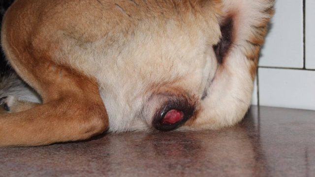 Венерическая саркома у собак – все, что с ней связано